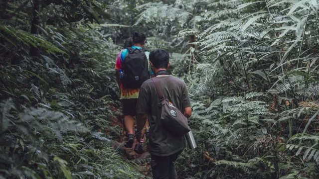 Dua pria berjalan beriringan menyusuri jalur setapak di hutan pakis yang rimbun