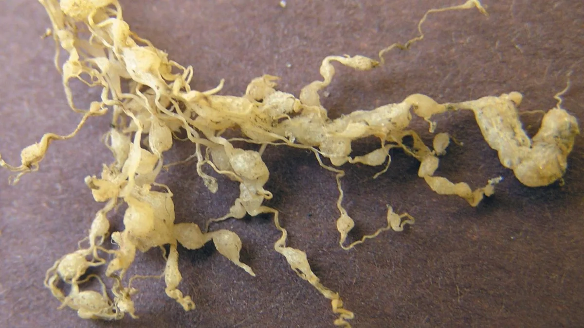 Akar tanaman yang dipenuhi puru akibat infeksi nematoda Meloidogyne incognita