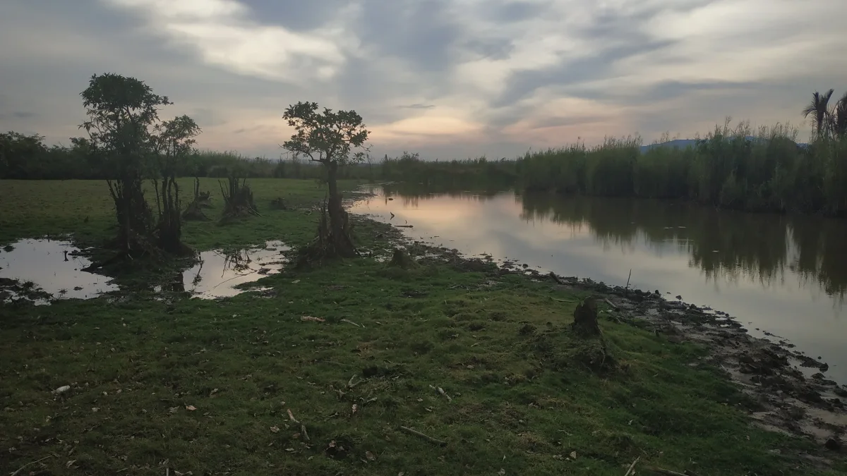 Genangan rawa dan pepohonan di Taman Nasional Rawa Aopa Watumohai menjelang senja
