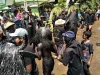 Peserta berkostum kerbau berlumpur hitam melintasi jalan desa dalam ritual Kebo-keboan Alasmalang, Banyuwangi