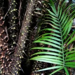Batang rotan berduri dan daun muda rotan Calamus di hutan Nantu, Sulawesi