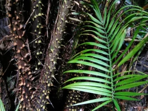 Batang rotan berduri dan daun muda rotan Calamus di hutan Nantu, Sulawesi
