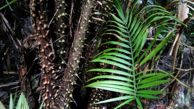 Batang rotan berduri dan daun muda rotan Calamus di hutan Nantu, Sulawesi