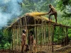 Warga berbusana adat membangun rumah tradisional Emawa beratap jerami di hutan, Nabire, Papua Tengah