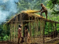Warga berbusana adat membangun rumah tradisional Emawa beratap jerami di hutan, Nabire, Papua Tengah