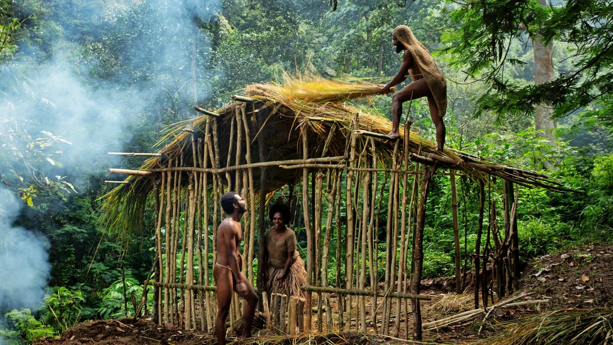 Warga berbusana adat membangun rumah tradisional Emawa beratap jerami di hutan, Nabire, Papua Tengah