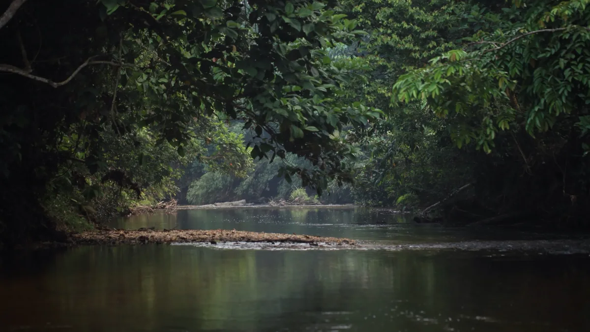 Aliran sungai di bawah rimbun pepohonan hutan di kawasan Sungai Utik, Kapuas Hulu