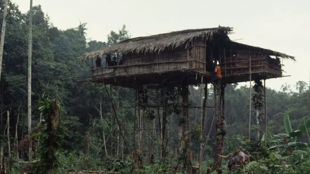 Rumah pohon orang Korowai di dekat Basman, Papua, dipotret pada Juli 1992