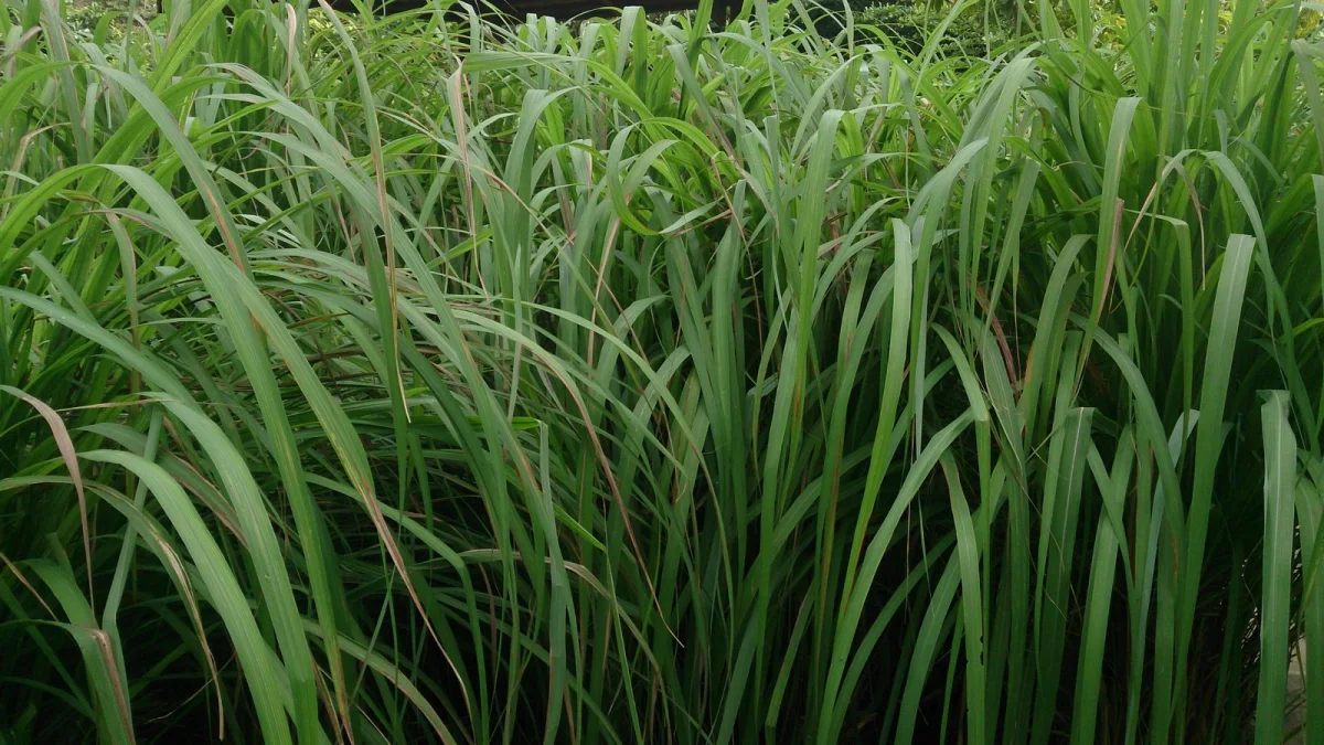 Rumpun serai wangi Cymbopogon nardus dengan daun panjang yang tumbuh rapat