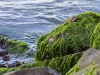 Rumput laut menempel di batuan tepi pantai