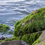 Rumput laut menempel di batuan tepi pantai