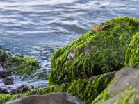 Rumput laut menempel di batuan tepi pantai