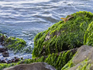 Rumput laut menempel di batuan tepi pantai