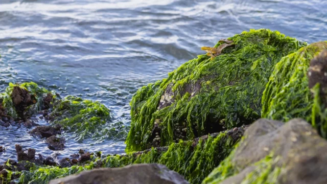 Rumput laut menempel di batuan tepi pantai
