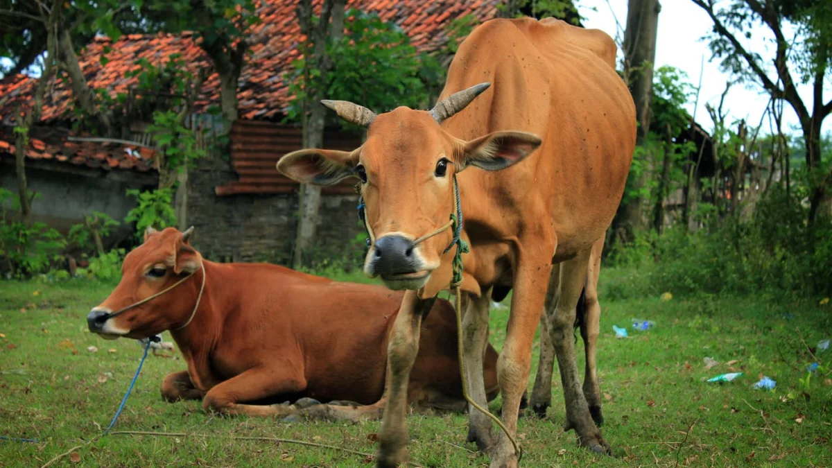 Dua sapi Madura di atas rumput dekat rumah beratap genting