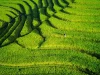 Hamparan sawah hijau berundak dilihat dari udara dengan seorang petani di kejauhan