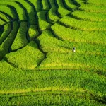 Hamparan sawah hijau berundak dilihat dari udara dengan seorang petani di kejauhan