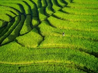 Hamparan sawah hijau berundak dilihat dari udara dengan seorang petani di kejauhan