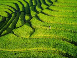 Hamparan sawah hijau berundak dilihat dari udara dengan seorang petani di kejauhan