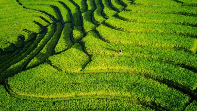 Hamparan sawah hijau berundak dilihat dari udara dengan seorang petani di kejauhan