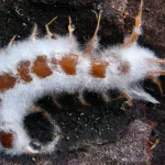 Bangkai larva serangga diselimuti miselium putih jamur Beauveria bassiana di permukaan gelap