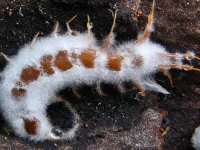 Bangkai larva serangga diselimuti miselium putih jamur Beauveria bassiana di permukaan gelap