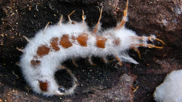 Bangkai larva serangga diselimuti miselium putih jamur Beauveria bassiana di permukaan gelap