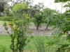 Tanaman adas sowa (Anethum graveolens) berbunga di kebun sayur, Olinda, Maui