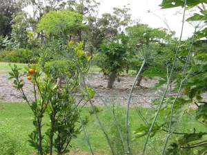 Tanaman adas sowa (Anethum graveolens) berbunga di kebun sayur, Olinda, Maui
