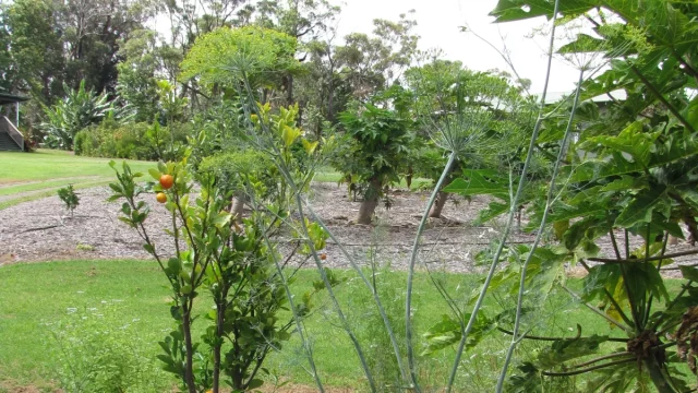 Tanaman adas sowa (Anethum graveolens) berbunga di kebun sayur, Olinda, Maui