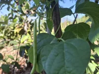 Polong buncis menggantung di antara daun lebar tanaman yang merambat pada batang penyangga