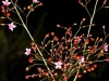 Tanaman ginseng jawa (Talinum paniculatum) yang sedang berbunga.