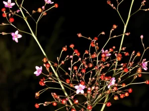 Tanaman ginseng jawa (Talinum paniculatum) yang sedang berbunga.