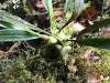 Anggrek kecil tumbuh di kayu lapuk berlumut di hutan hujan dataran tinggi Papua New Guinea
