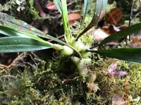 Anggrek kecil tumbuh di kayu lapuk berlumut di hutan hujan dataran tinggi Papua New Guinea