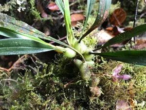 Anggrek kecil tumbuh di kayu lapuk berlumut di hutan hujan dataran tinggi Papua New Guinea