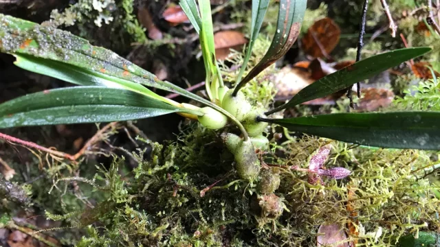 Anggrek kecil tumbuh di kayu lapuk berlumut di hutan hujan dataran tinggi Papua New Guinea