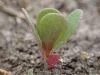 Kecambah krokot Portulaca oleracea berdaun hijau kemerahan tumbuh di tanah kebun