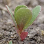 Kecambah krokot Portulaca oleracea berdaun hijau kemerahan tumbuh di tanah kebun