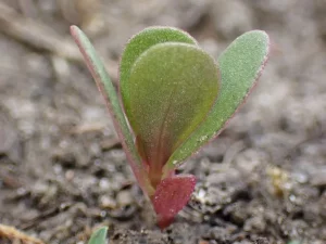 Kecambah krokot Portulaca oleracea berdaun hijau kemerahan tumbuh di tanah kebun