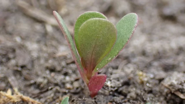 Kecambah krokot Portulaca oleracea berdaun hijau kemerahan tumbuh di tanah kebun