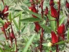 Kelopak merah rosela yang sudah membesar pada batang tanaman di kebun