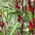 Kelopak merah rosela yang sudah membesar pada batang tanaman di kebun