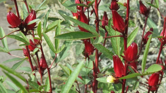 Kelopak merah rosela yang sudah membesar pada batang tanaman di kebun