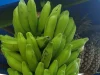 Tandan pisang batu hijau tergantung di lapak buah bersama nanas di Aceh