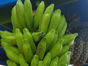 Tandan pisang batu hijau tergantung di lapak buah bersama nanas di Aceh