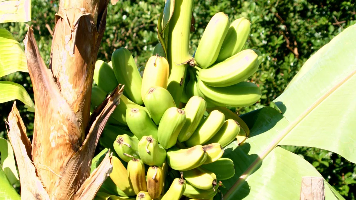 Tandan pisang hijau menggantung pada batang semu yang pelepah tuanya sudah mengering
