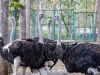 Sekelompok burung unta di kandang wahana teaching farm FKH UGM Gunungkidul