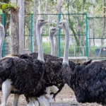 Sekelompok burung unta di kandang wahana teaching farm FKH UGM Gunungkidul