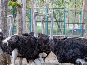 Sekelompok burung unta di kandang wahana teaching farm FKH UGM Gunungkidul